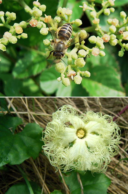 キカラスウリとヤブガラシ