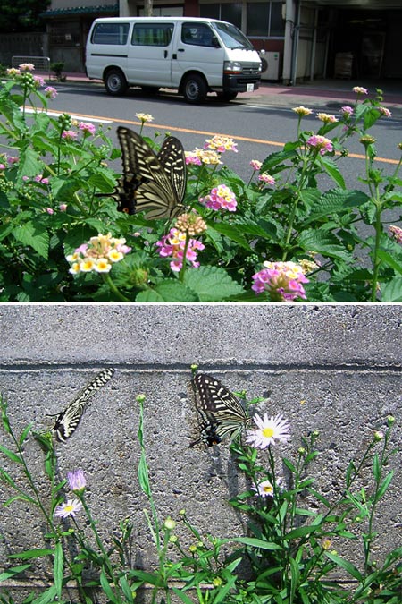 名古屋のアゲハチョウ