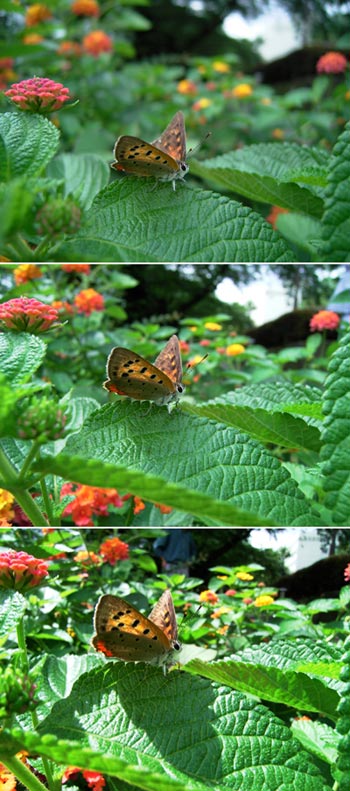 ベニシジミ（初心者のためのデジカメ教室）