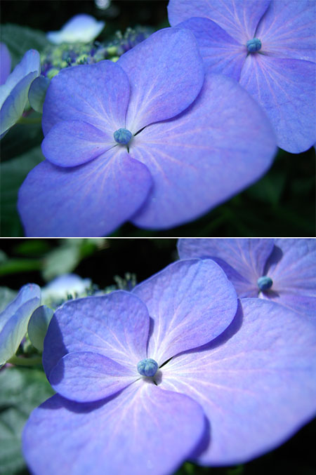 ガクアジサイ（初心者のためのデジカメ教室）