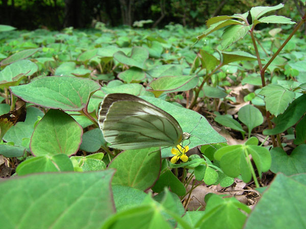 都心のスジグロシロチョウ