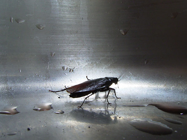 再び東京のゴキブリ