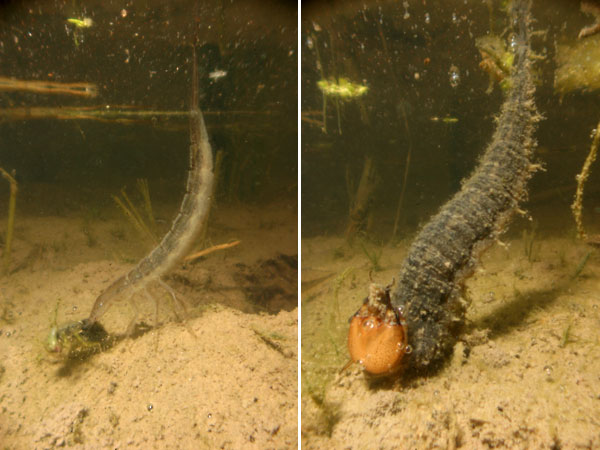 ゲンゴロウとガムシの幼虫