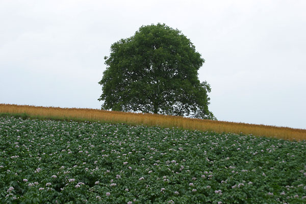 クルミの定点撮影（夏至）