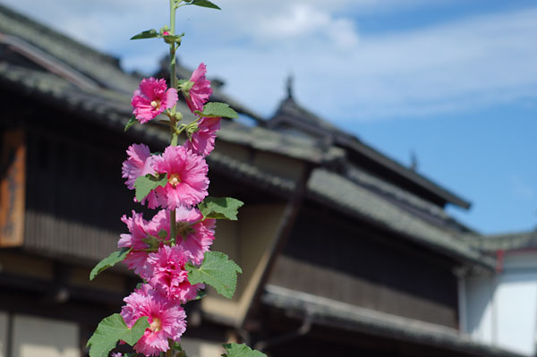 タチアオイの花と民家