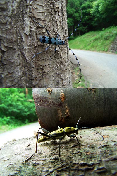 薪に集まるカミキリムシ