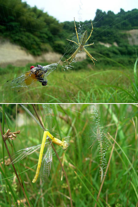 ナガコガネグモの捕食