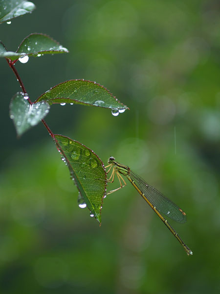 雨の日のモノサシトンボ