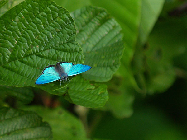 エゾミドリシジミ