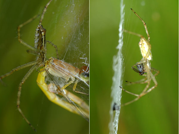 ナガコガネグモの捕食