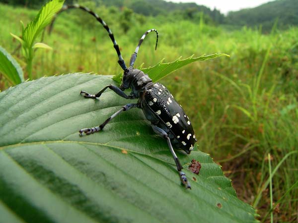 ゴマダラカミキリ