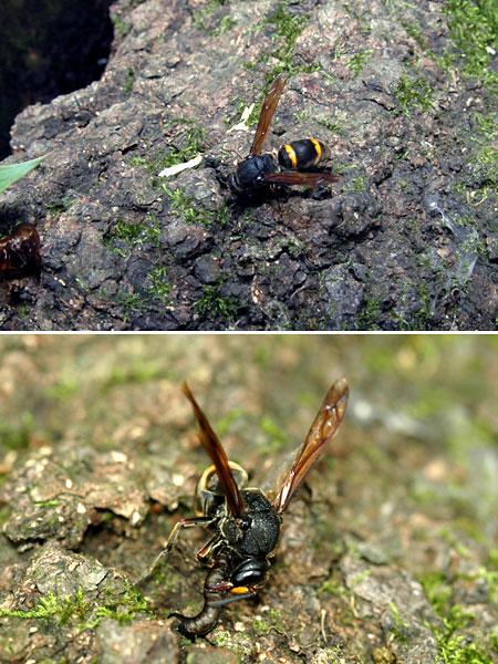 ドロバチの狩り