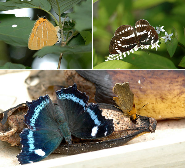 今日の庭のチョウ