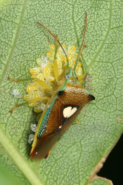 エサキモンキツノカメムシ