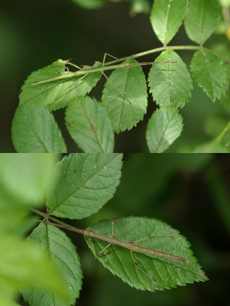 エダナナフシの幼虫