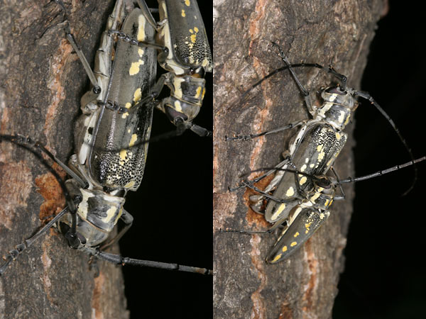 シロスジカミキリの産卵