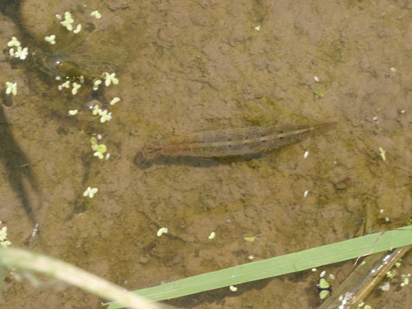 ゲンゴロウの終齢幼虫