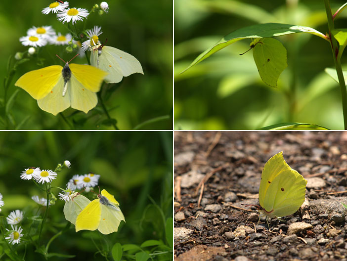 庭のスジボソヤマキチョウ