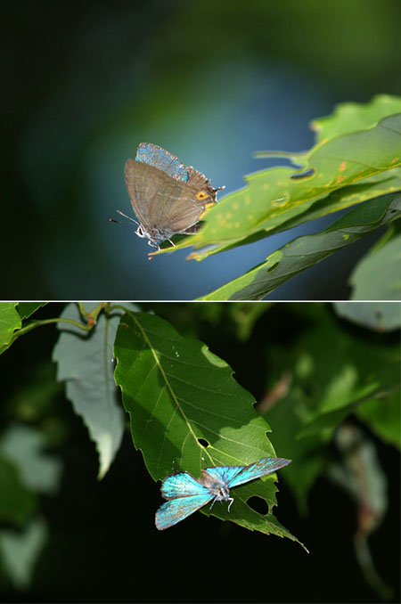 庭のオオミドリシジミ