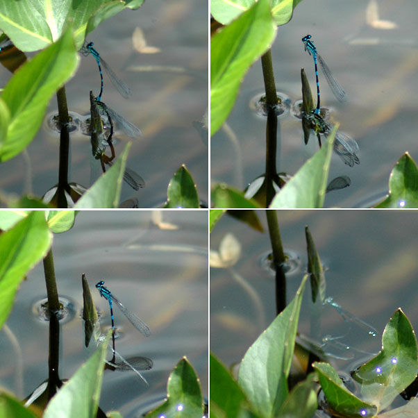 イトトンボの潜水産卵