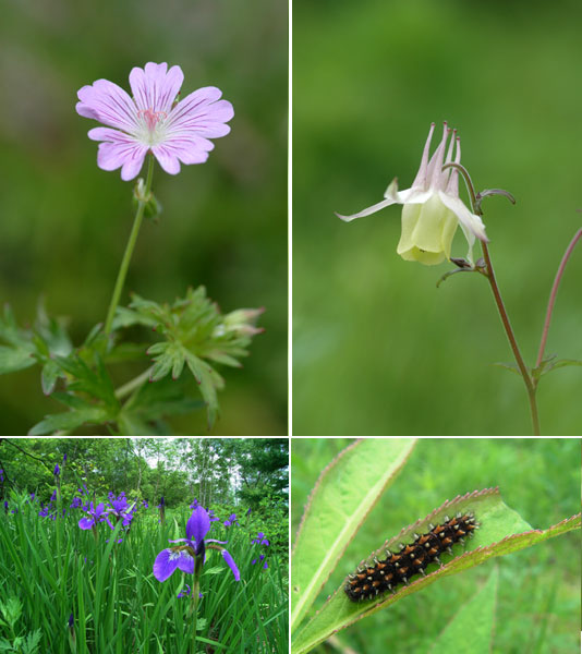 コヒョウモンモドキの幼虫
