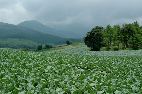 モンシロチョウのいないキャベツ畑