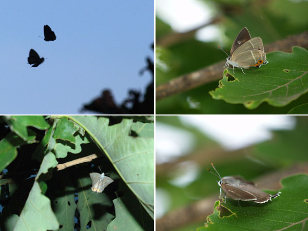 ハヤシミドリシジミ