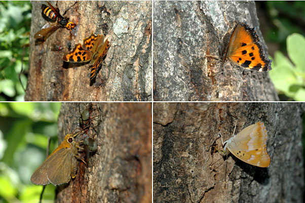 樹液に来たチョウ