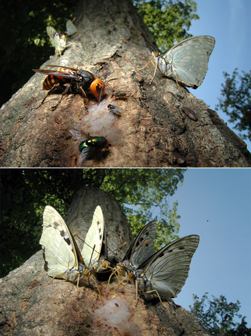 スズメバチどいてください