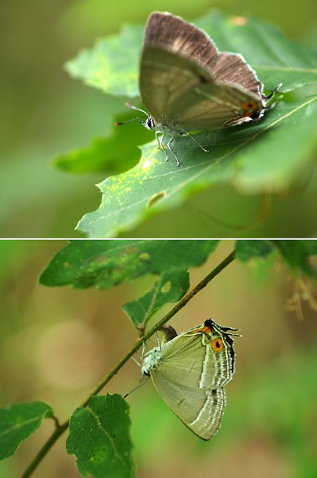 オオミドリシジミの産卵