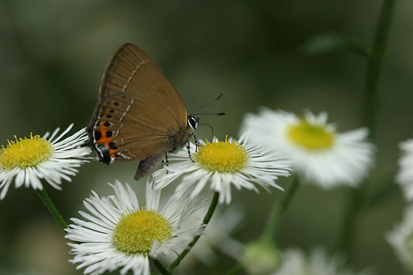 ミヤマカラスシジミ