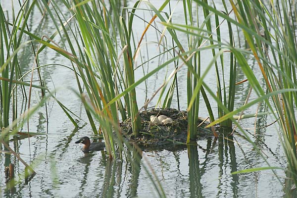 カイツブリの巣