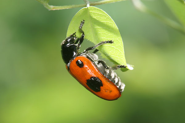ヨツボシナガツツハムシ
