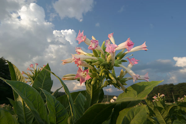 タバコの花