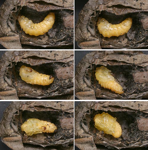 オトシブミの蛹化