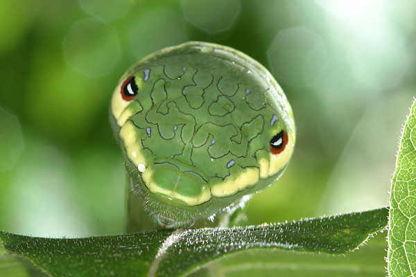 カラスアゲハの幼虫