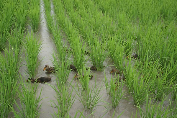 田んぼのアイガモ