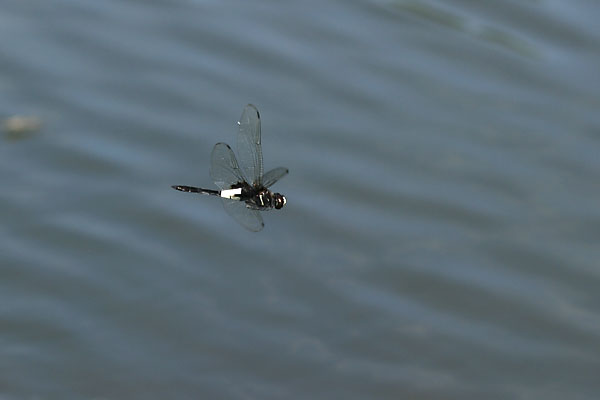 コシアキトンボ　