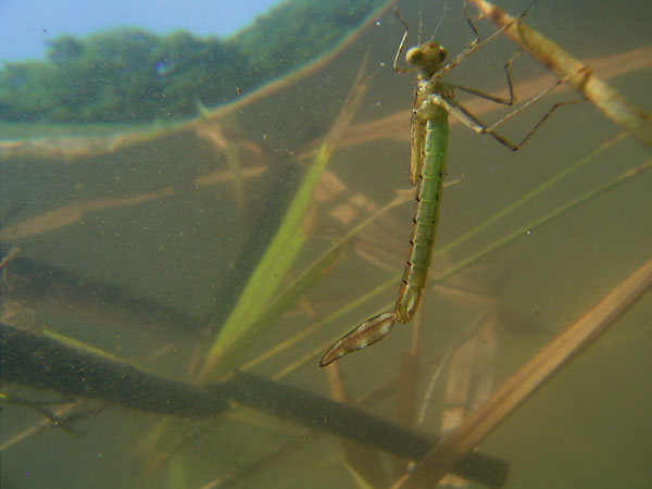 イトトンボの幼虫