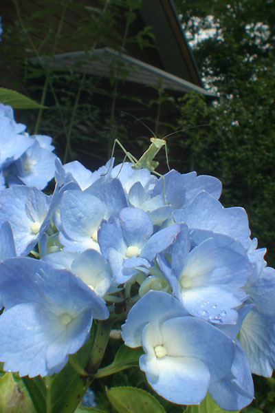 庭のアジサイ