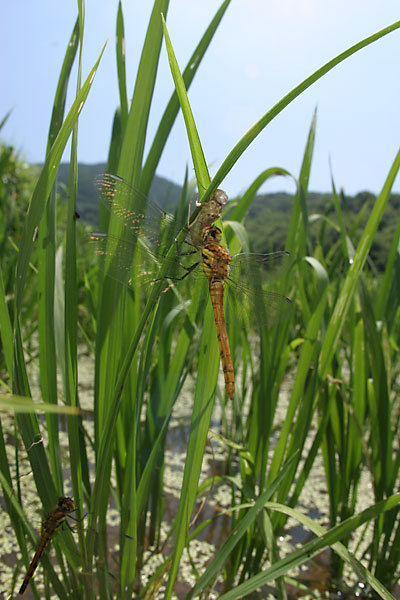 羽化後のアキアカネ