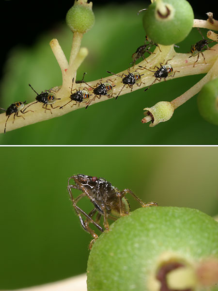 エサキモンキツノカメムシの幼虫
