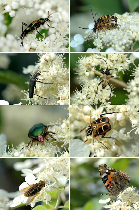 ノリウツギの花に来た虫