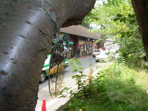 東京のミンミンゼミ