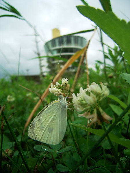 モンシロチョウとビュー福島潟