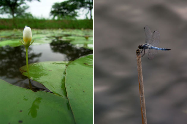 アサザとコフキトンボ