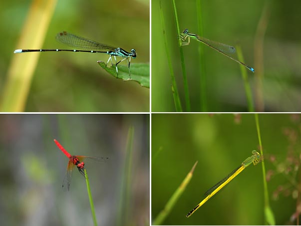 人工池のトンボ