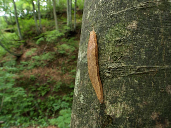 ヤマナメクジ
