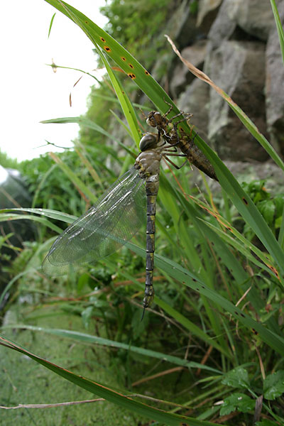 カトリヤンマの羽化