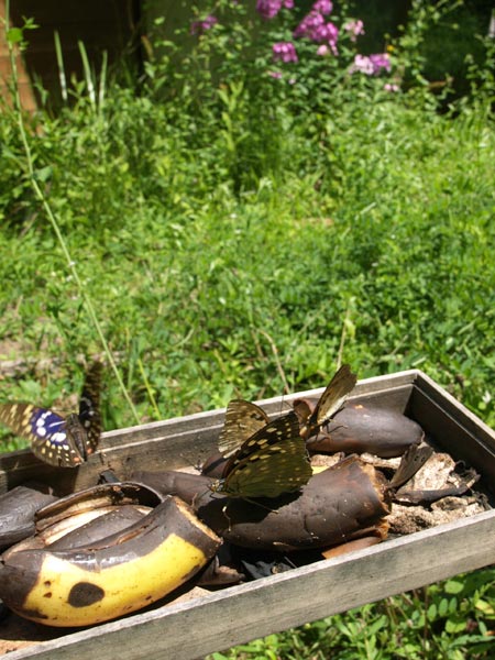 餌台のオオムラサキ